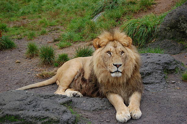 Gir National Park